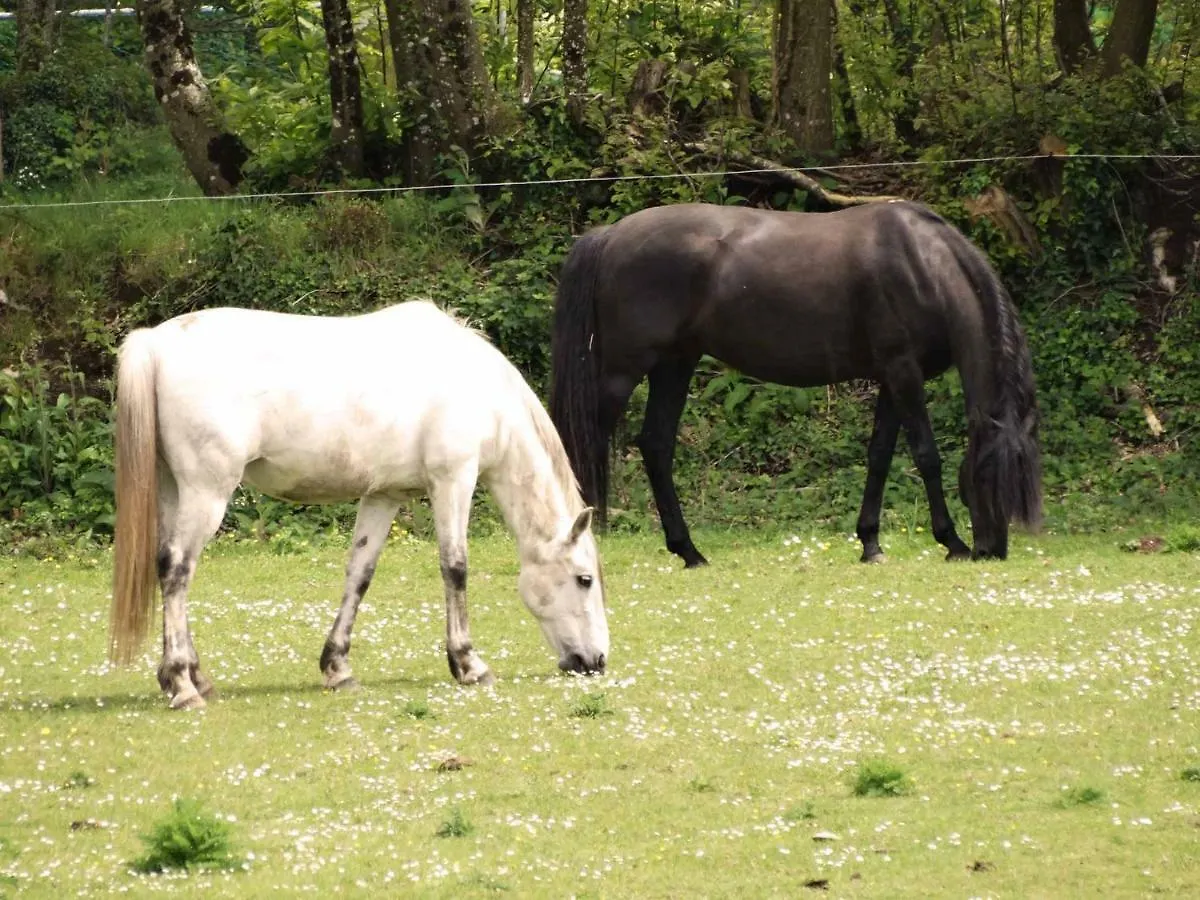 Treffléan Une Roulotte Et Des Chevaux فرنسا